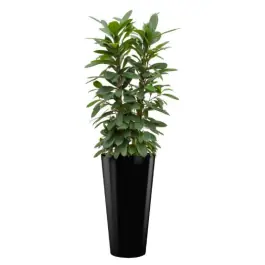 Voordeelprijs - Ficus Cyathistipula hydrocultuur in Runner rond zwart