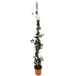Lage prijs | Trachelospermum jasminoides XL