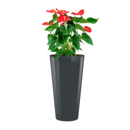 Nieuw in de shop | Anthurium Sierra hydrocultuur in Runner rond antraciet