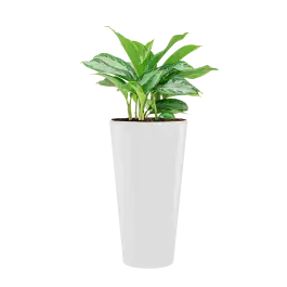 Populair bij klanten - Aglaonema Silver Bay in Runner rond wit