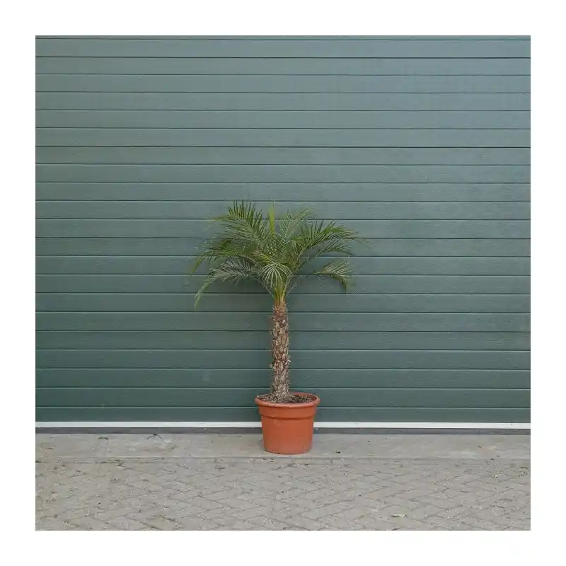 Phoenix roebelenii - Topproduct