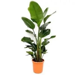 Strelitzia Nicolai - Hoog gewaardeerd