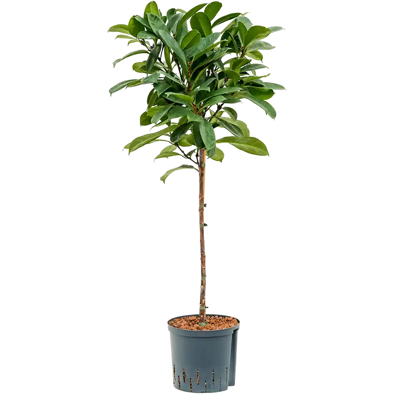 Ficus cyathistipula op stam | Net binnen