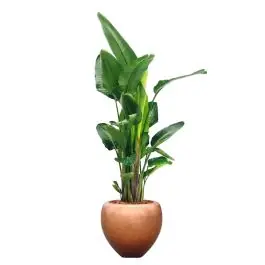 Strelitzia Nicolai in Metallic Couple copper | Laatste kans