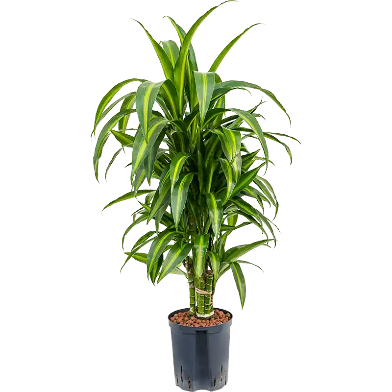 Veilig winkelen - Dracaena Hawaiian Sunshine vertakt