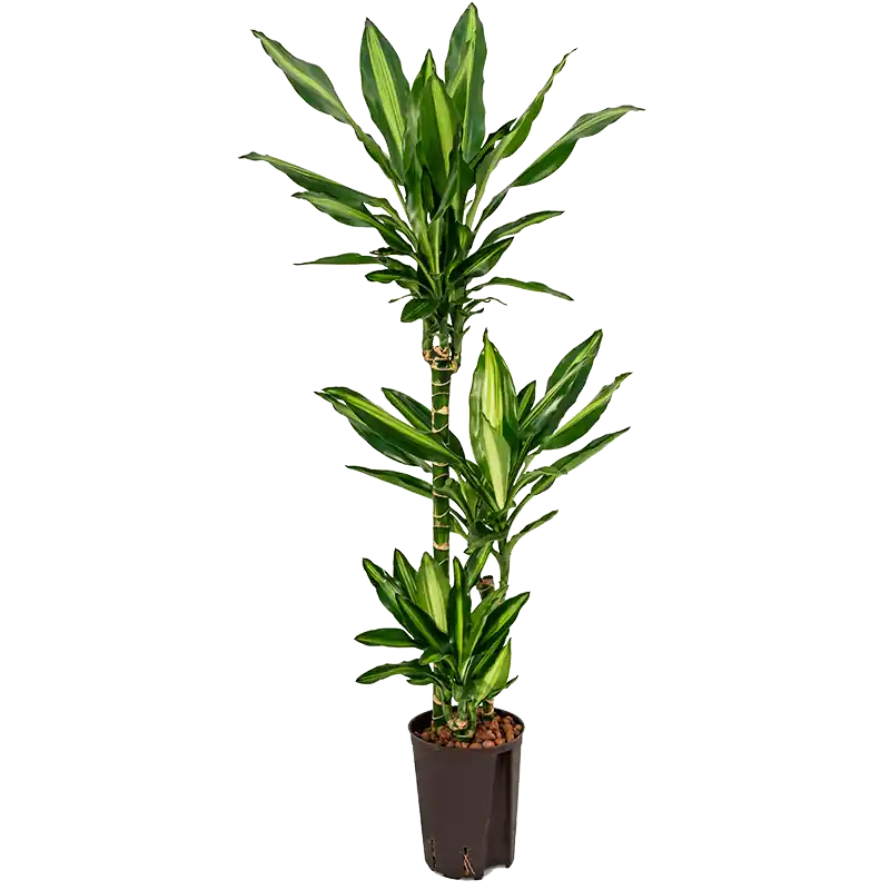 Dracaena Cintho 3-stam - Verlaagde prijs