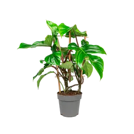 Speciale deal | Philodendron squamiferum bush