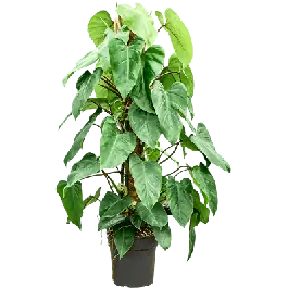 Nog maar enkele beschikbaar - Philodendron Emerald Queen
