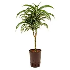 Dracaena Jade Jewel - Online kopen