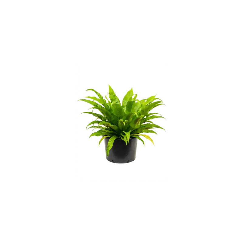 Nu kopen - Asplenium antiquum