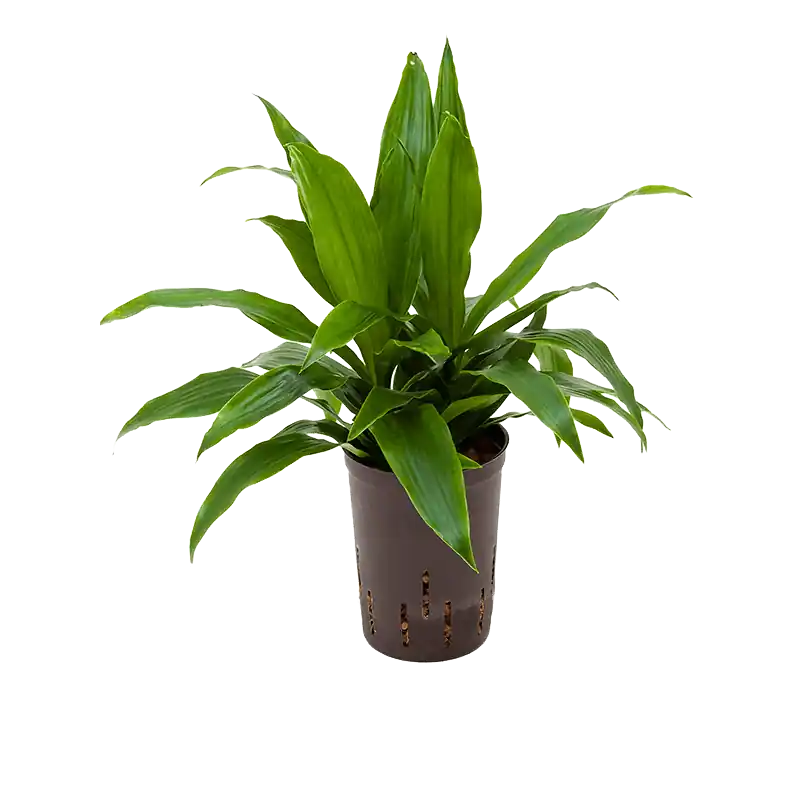 Direct kopen | Dracaena Janet Craig