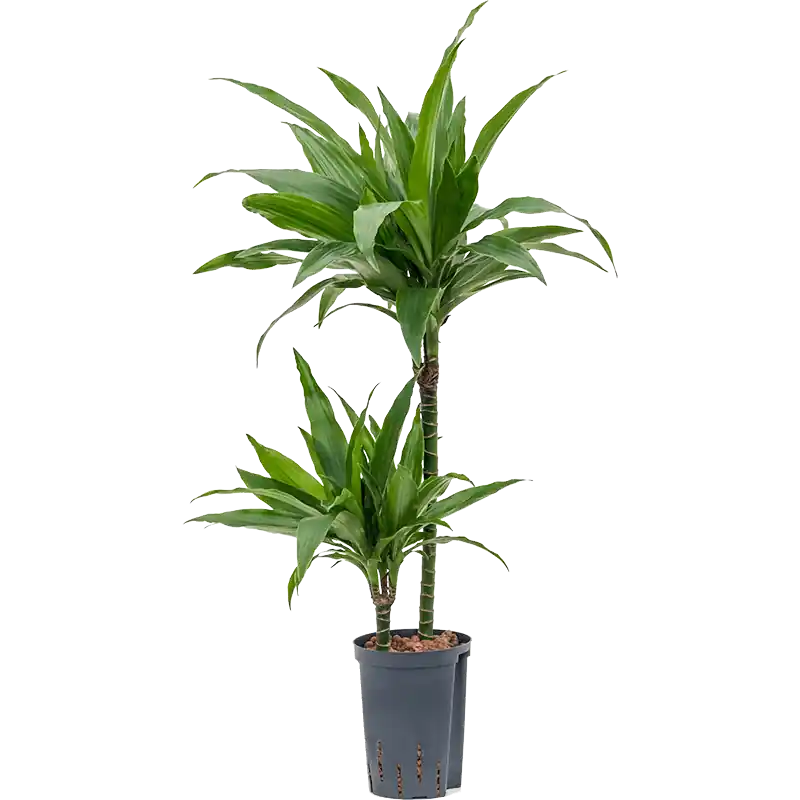 Voordeelprijs - Dracaena Janet Craig 2-stam