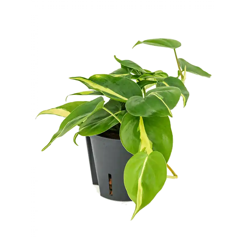 Opruiming | Philodendron Grand Brasil