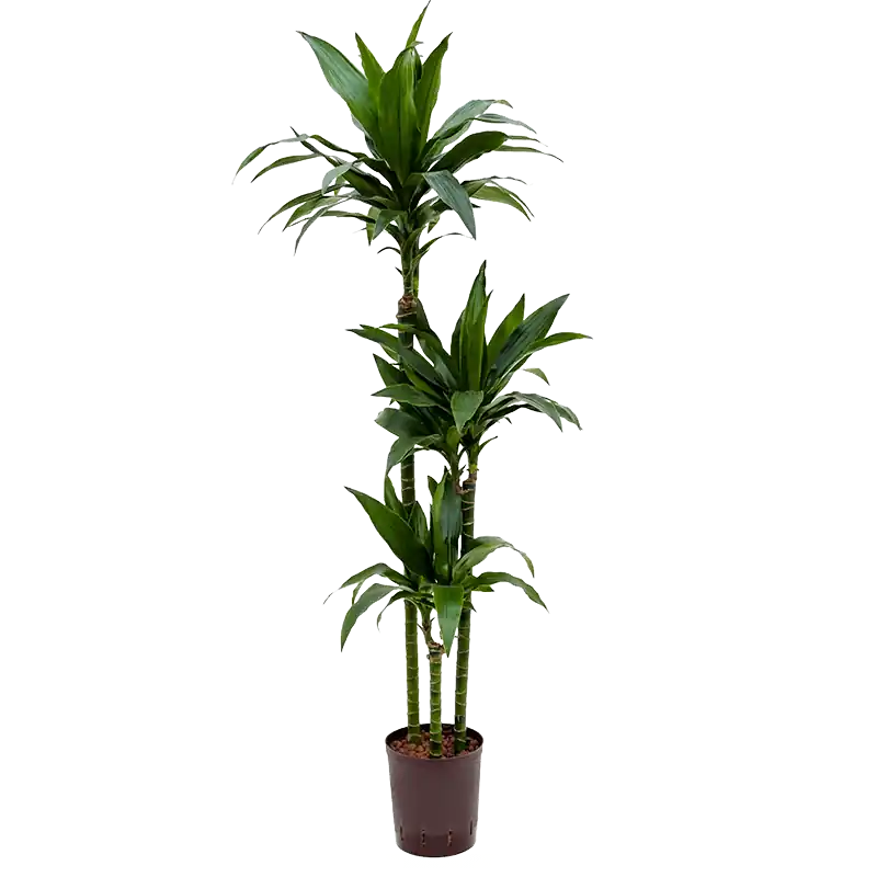 Prijs verlaagd - Dracaena Janet Craig 3-stam
