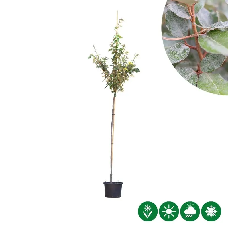 Elaeagnus ebbingei - Superprijs