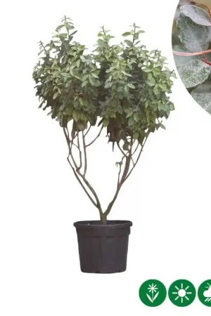 Aanrader - Elaeagnus Ebbingei - meerstammig