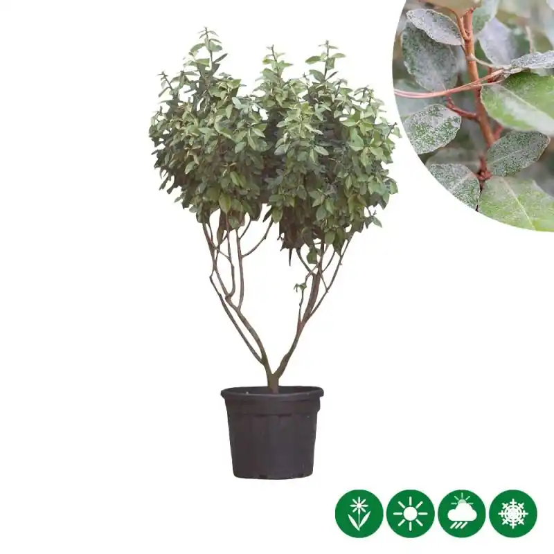Aanrader - Elaeagnus Ebbingei - meerstammig