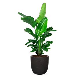 Eenvoudig retourneren | Strelitzia Nicolai Nature Rib Egg Planter zwart