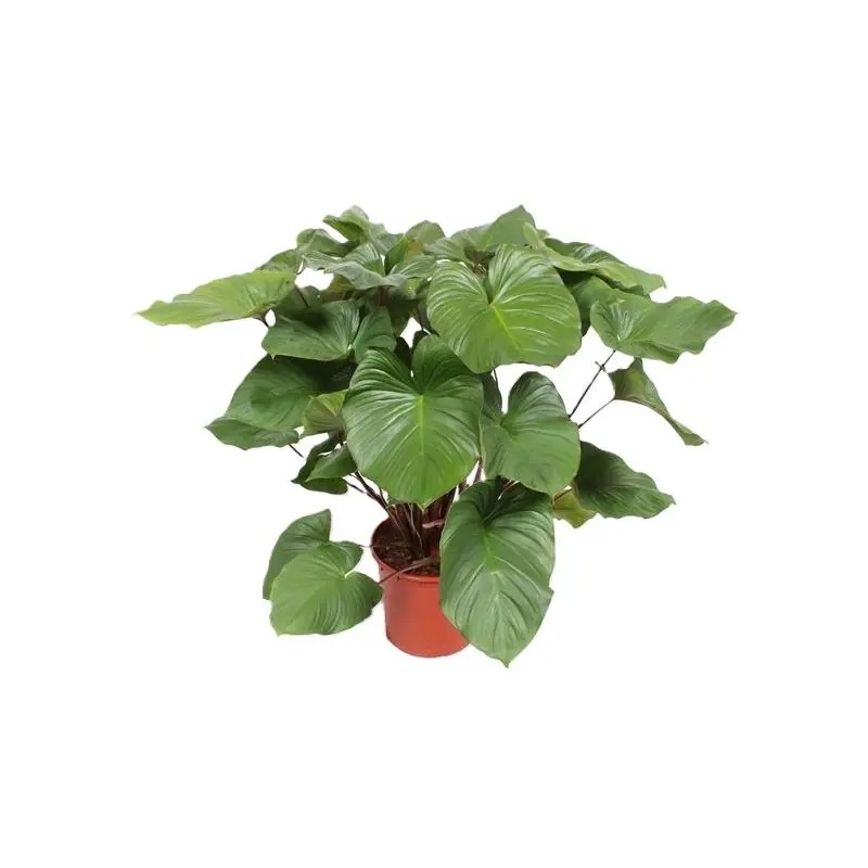 Homalomena Maggy - Bijna uitverkocht