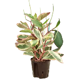 Peperomia Jellie | Goed beoordeeld