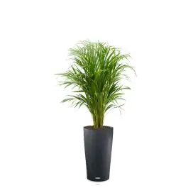 Areca Lutescens in watergevende Cilindro antraciet | Populair bij klanten