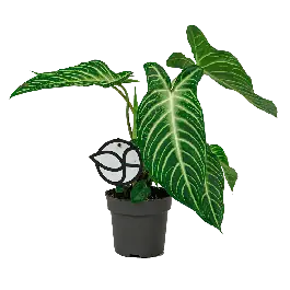 Xanthosoma Lindenii - Nieuw binnen