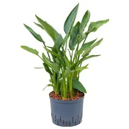 Strelitzia Reginae - Nieuw in de shop