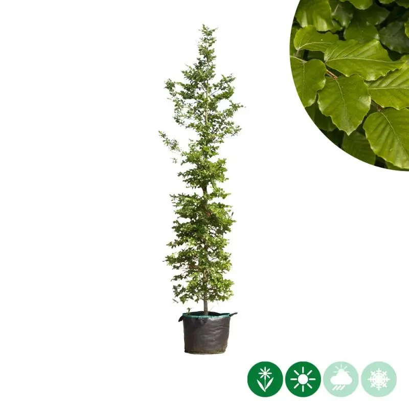 Rechtstreeks uit de fabriek | Fagus sylvatica - laagstam
