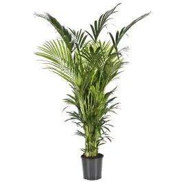 Veilige betaling | Kentia Howea XXL