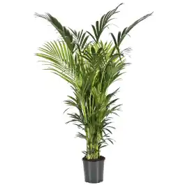 Kentia Howea XXXXXL - Klantfavoriet