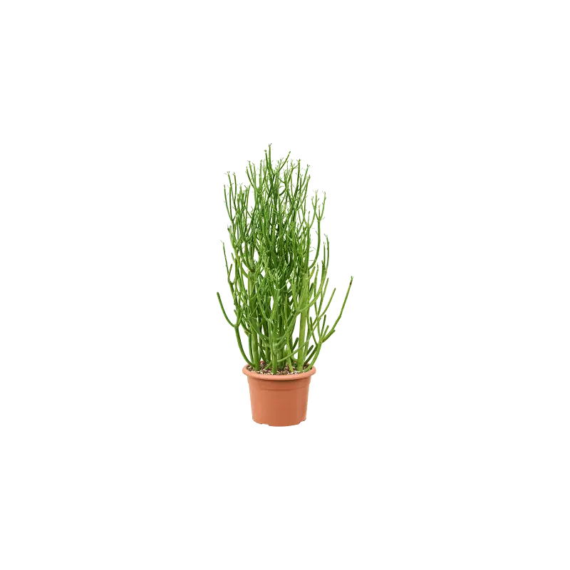 Euphorbia tirucalli - Veel gekozen