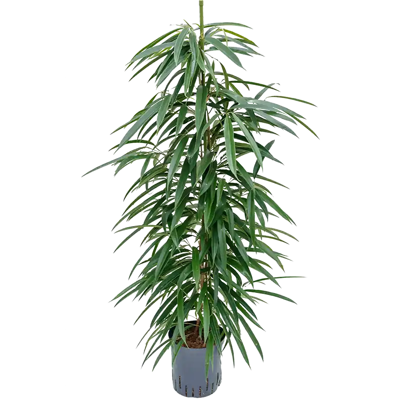 Bespaar meer - Ficus Alii