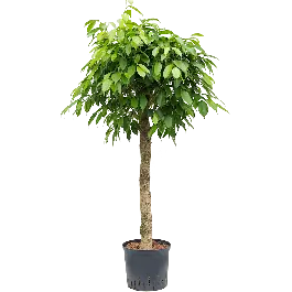 Ficus Benjamina Columnar op stam - Net binnen
