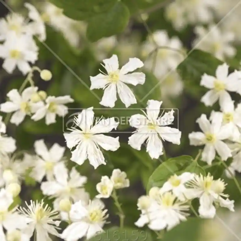 Clematis Paul Farges - Nog maar een paar beschikbaar