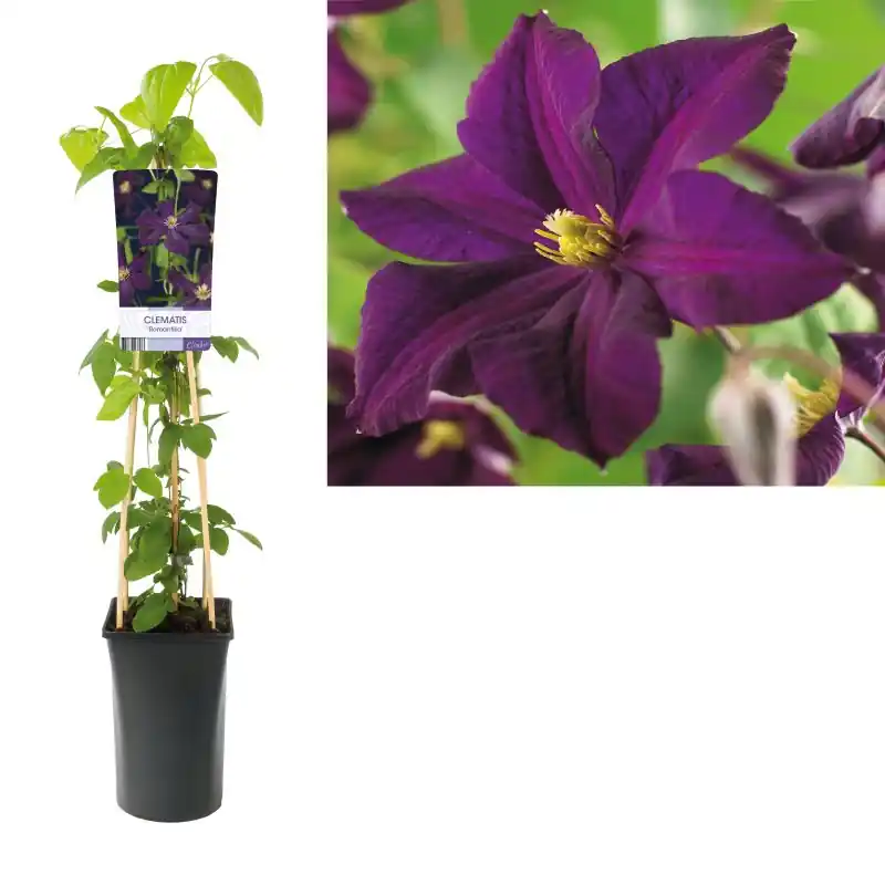 Veilig betalen - Clematis Romantika
