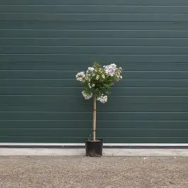 Koop vandaag - Lagerstroemia Pixie White