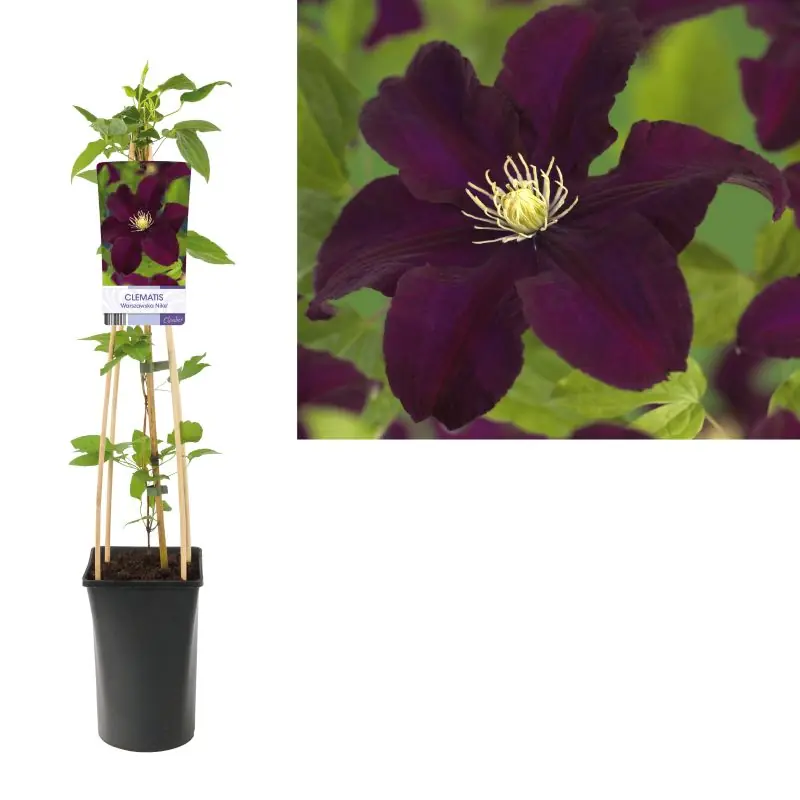 Nog maar enkele beschikbaar | Clematis Warszawska Nike