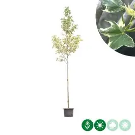 Tijdelijke actie | Liquidambar Silver King