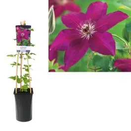 Clematis Westerplatte | Extra voordeel