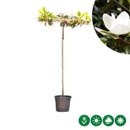 Beperkte voorraad - Magnolia grandiflora - vierkant dak