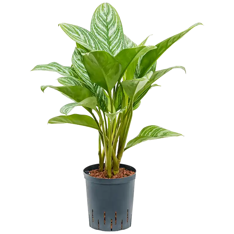 Aglaonema Stripes - Aanrader