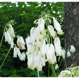 Snelle levering | Dicentra Aurora