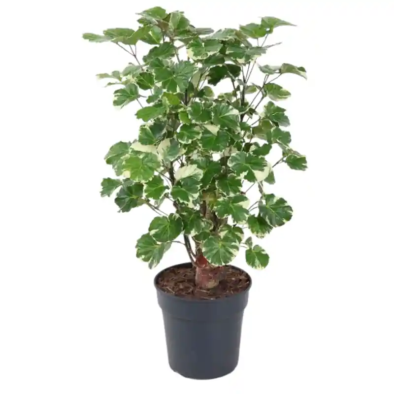 Polyscias balfouriana | Veilige betaling