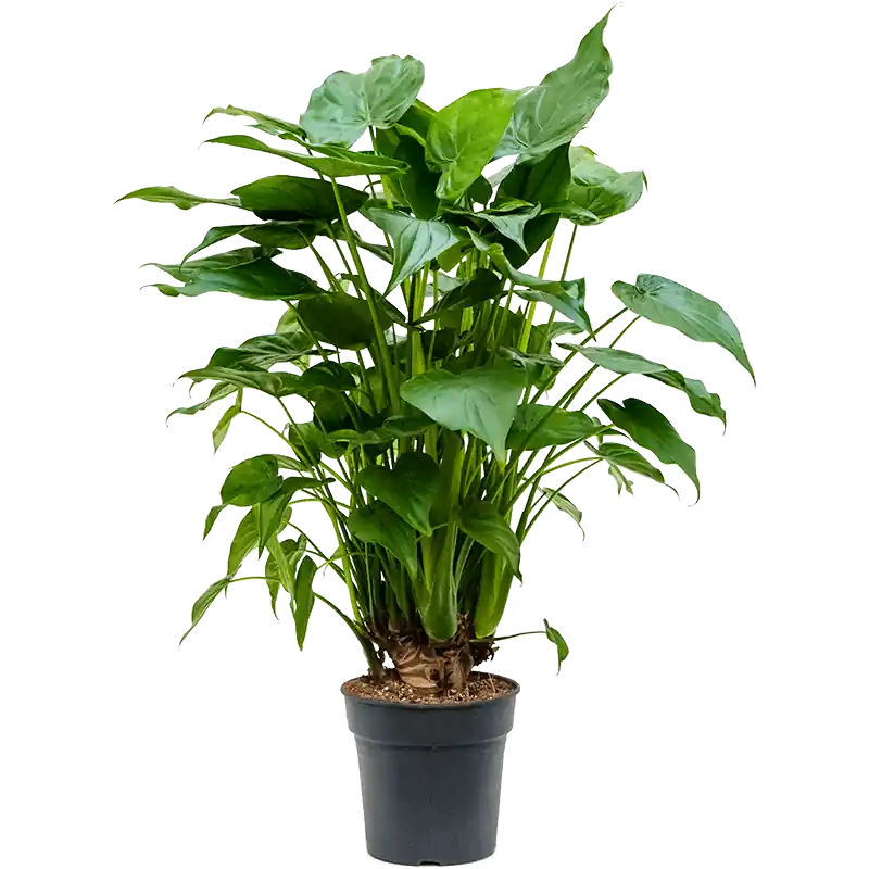 Alocasia Cucullata | Veel gevraagd
