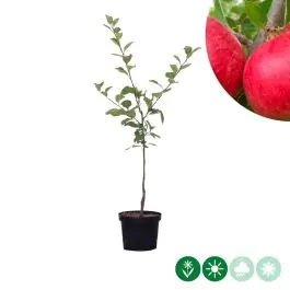 Fabrieksprijs - Malus Ecolette