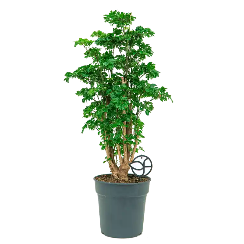 Polyscias Roble - Net toegevoegd