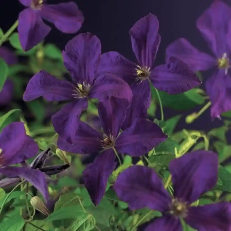 Clematis Polish Spirit | Sale
