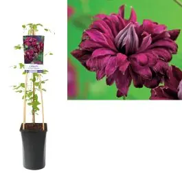 Superprijs | Clematis Purpurea Plena Elegans