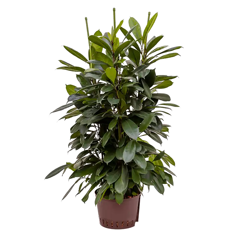 Ficus cyathistipula - Direct leverbaar