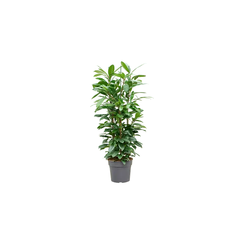 Ficus Cyathistipula - Actieprijs